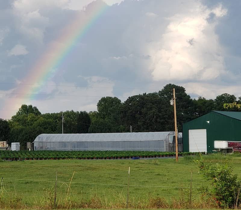 Tristar Plants - Image 1