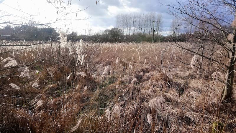 Scarning Fen - Image 1