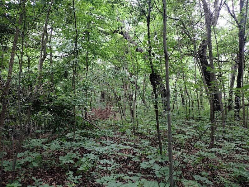 Brunswick Park - Image 1