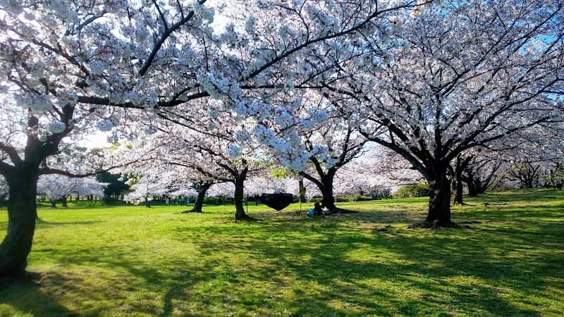 Ōizumi Ryokuchi Sakura Field - Image 1