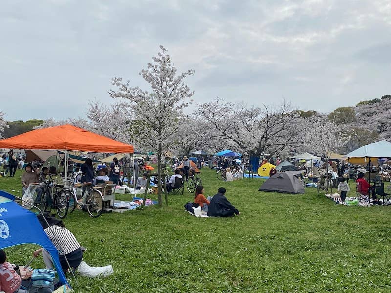 Ōizumi Ryokuchi Sakura Field - Image 2