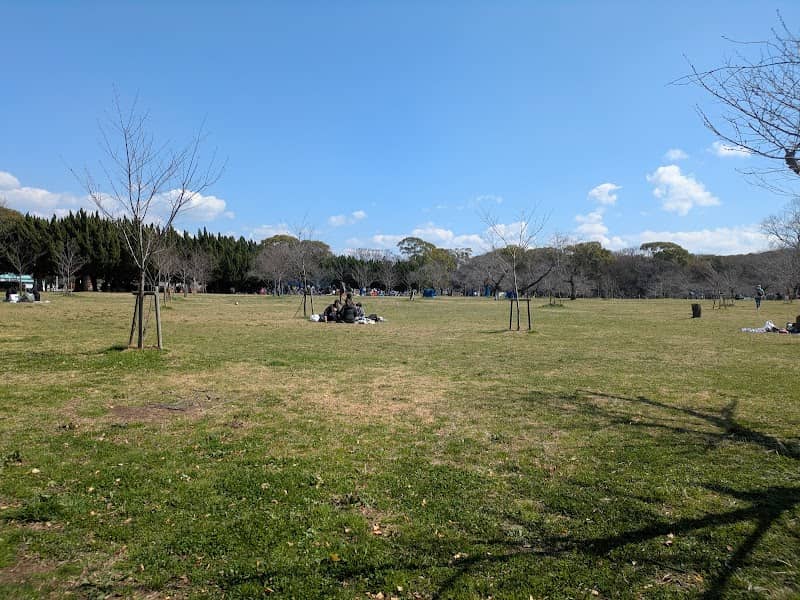 Ōizumi Ryokuchi Sakura Field - Image 3