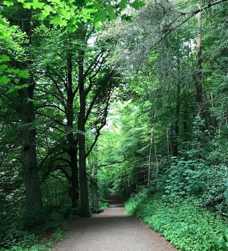 Mountsandel Wood - Image 1