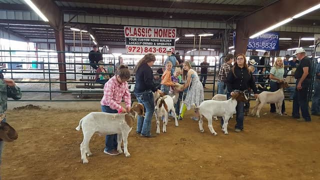Hunt County Livestock & Fair - Image 1