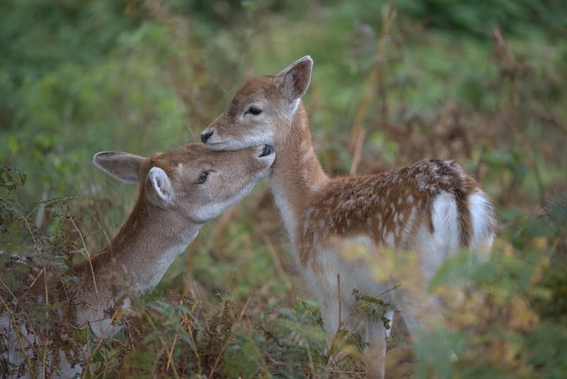 Islay Encounters - Image 2