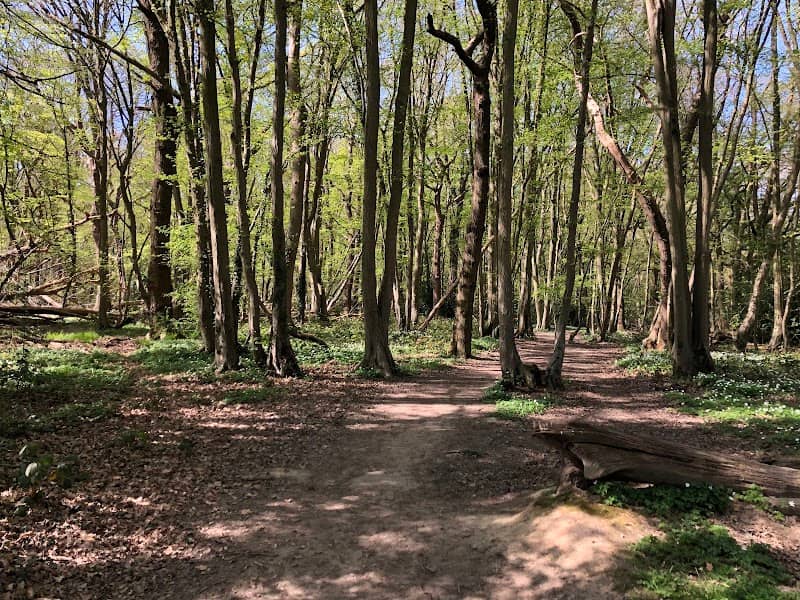 Hockley Woods - Image 3