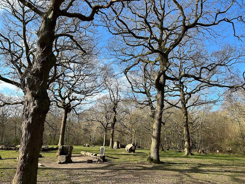 Hockley Woods - Image 1