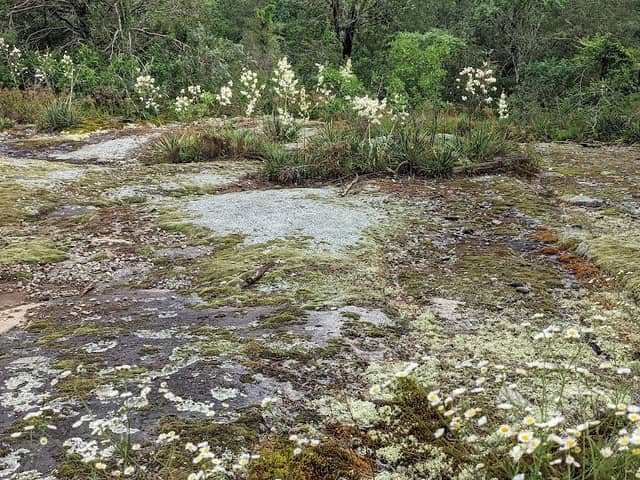 Panola Mountain - Image 3