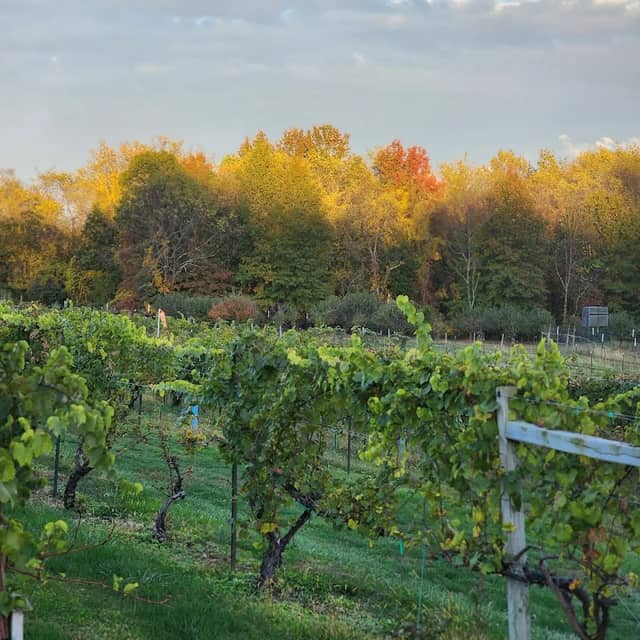 Ripepi Winery - Image 2