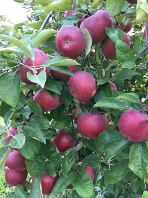 Johnston Fruit Farms - Image 1