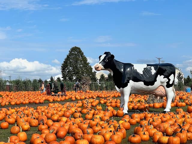 Bengtson's Pumpkin Farm and Fall Fest - Image 1