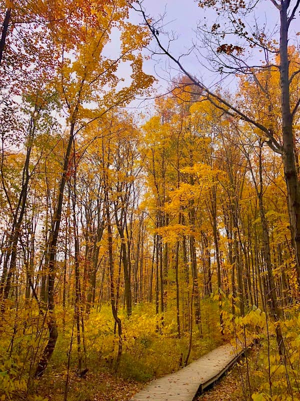 Wood Hollow Metro Park - Image 1