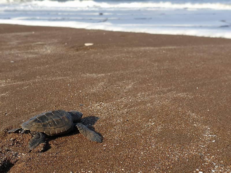 Velas Turtle Festival - Image 1