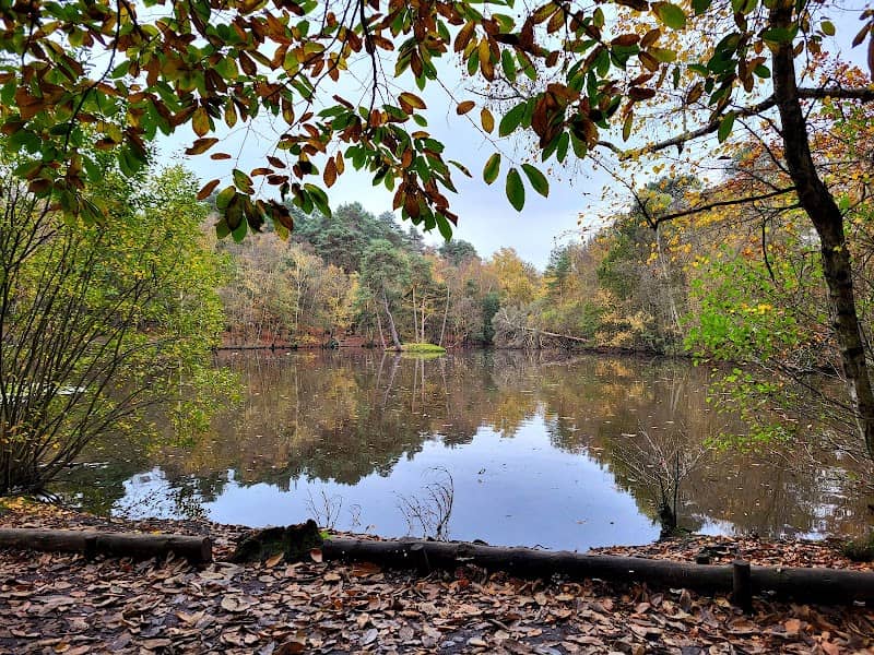 Simon’s Wood - Image 2