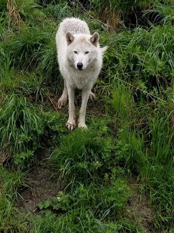 Cotton Family Wolf Wilderness - Image 2