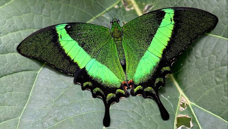 Butterfly Gardens @ Middleton Common Farm - Image 1