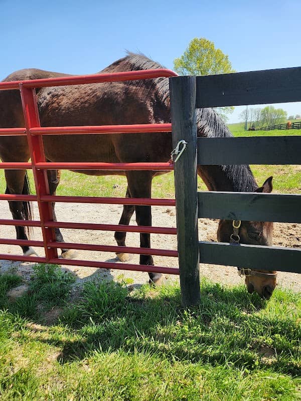 Second Stride - Horse Country Tours - Image 1