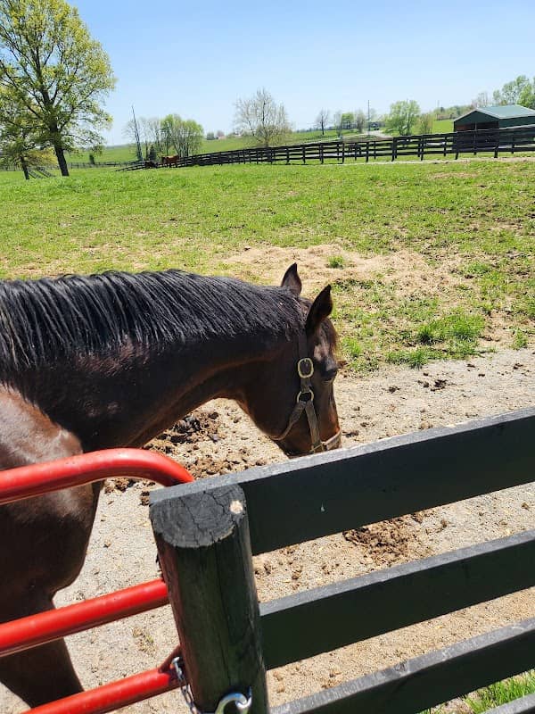 Second Stride - Horse Country Tours - Image 2