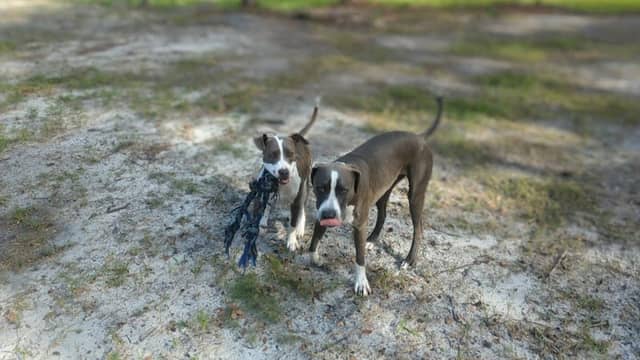 Happy Tails Daycare & Pet Resort - Image 1