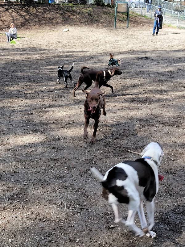 Burien Off Leash Dog Park - Image 3
