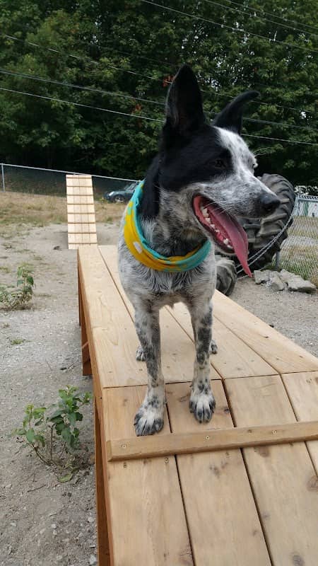Burien Off Leash Dog Park - Image 1