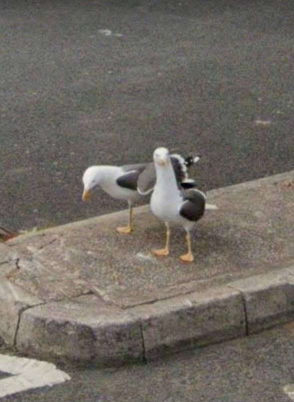 Seagulls on the kerb - Image 1