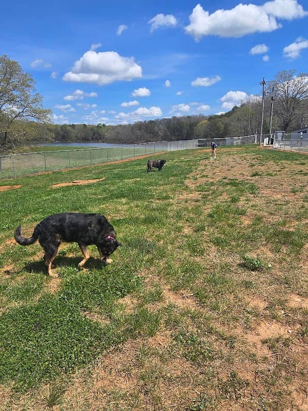 Maiden dog park - Image 1