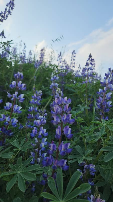 Golden valley ranch open space - Image 2