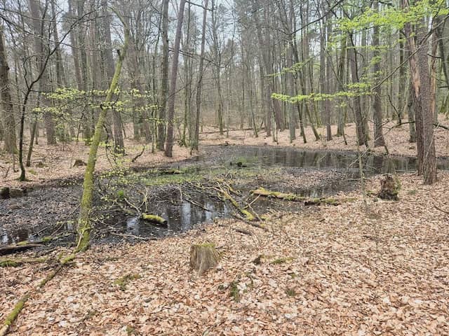 Rezerwat przyrody Stare Modrzewie - Image 1