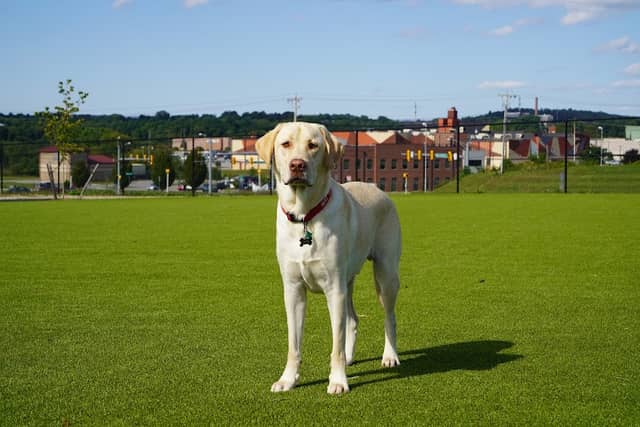 Dog Parks at Christiansburg Huckleberry Park - Image 2