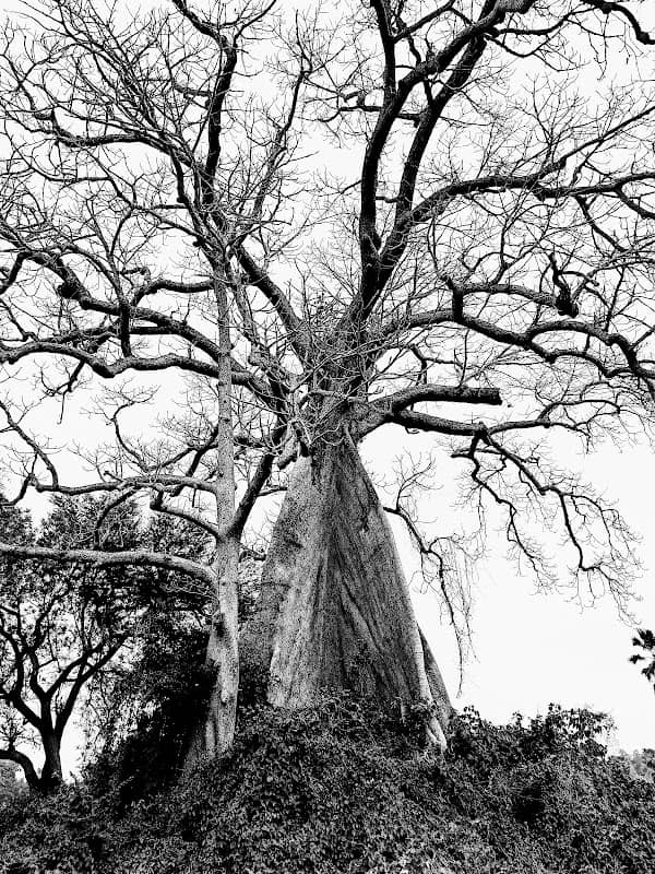 একলা শিমূল গাছ - Image 1
