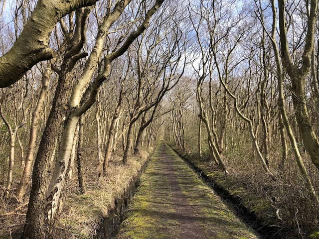 Inselwald Langeoog - Image 1
