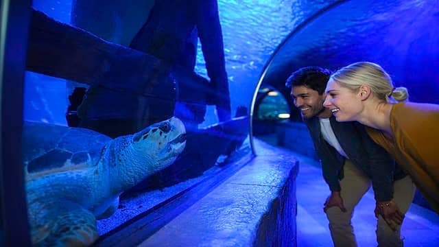 SEA LIFE at Mall of America - Image 3