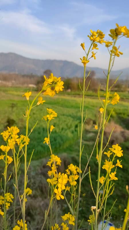 Balh valley Sunset point Four Lane near Nerchowk - Image 2