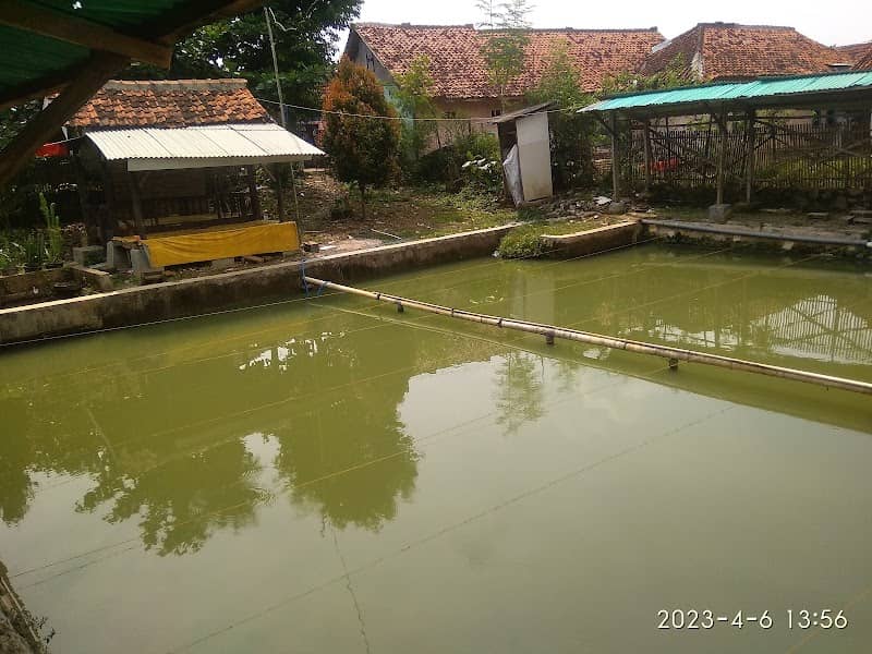BALONG MANG BONKQ - Image 1