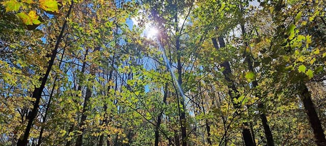 Westbrook City Forest - Image 2
