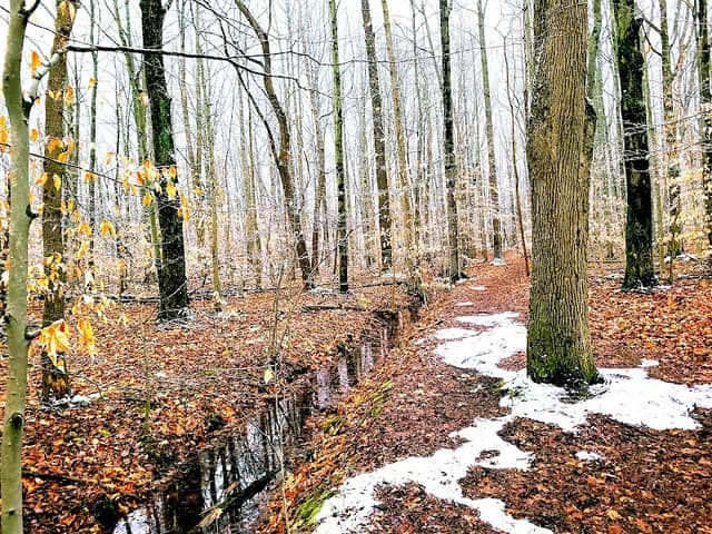 Robinson Woods Preserve - Image 3