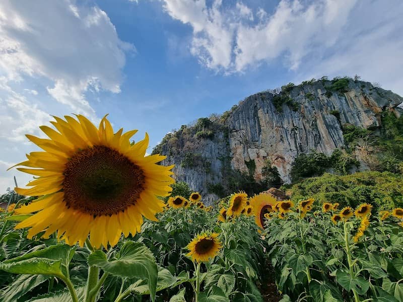 Khao Thanan / Sunflower Bed - Image 1