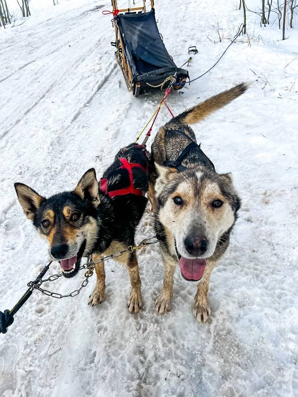 Bear Ridge Adventures (Dog Sledding) - Image 1