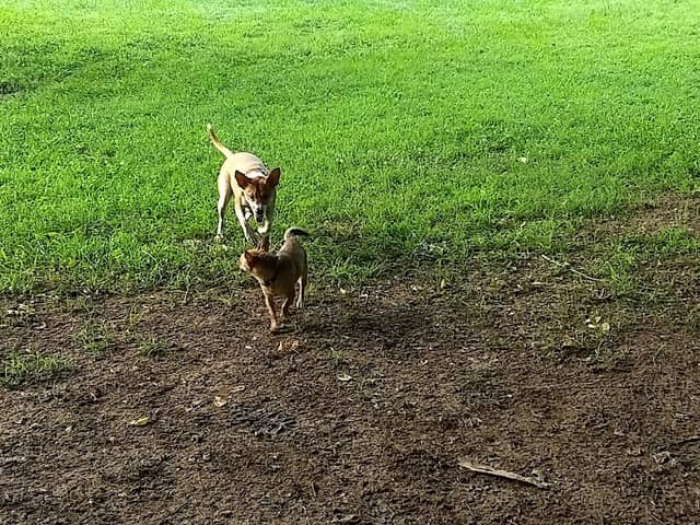 Canton Paw Park - Image 2