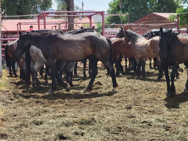 Omak stampede - Image 1