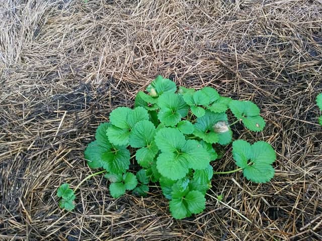 Ft Pierce Coummunity Garden - Image 1