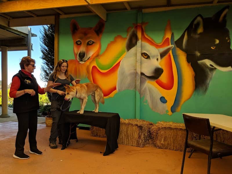 Dingo Discovery Sanctuary, Research and Education Centre - Image 1
