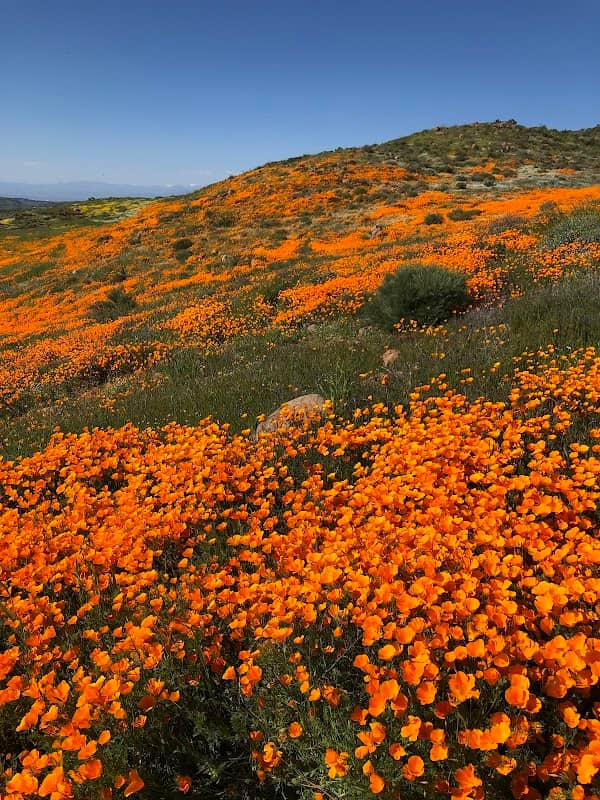 Wildflower Viewing Area - Image 1