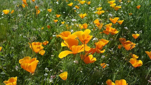 Wildflower Viewing Area - Image 3