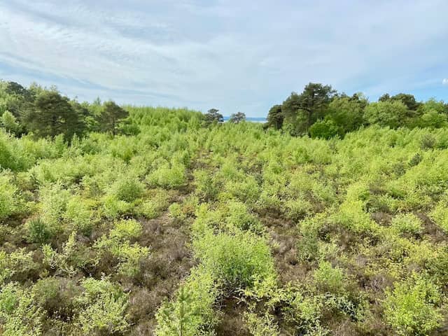 Lernpfad Moor - Image 1
