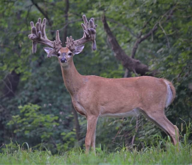 Antler Adventures - Image 1