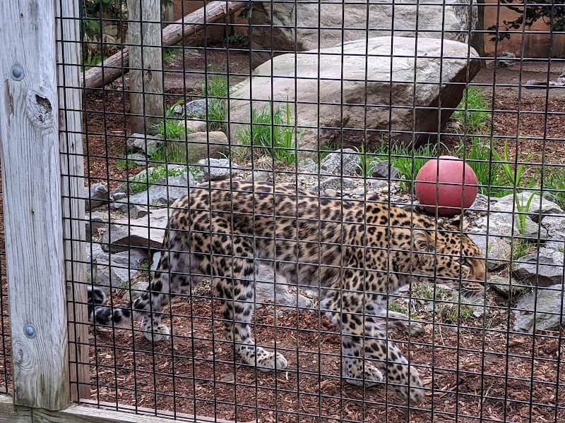Capron Park Zoo - Image 1