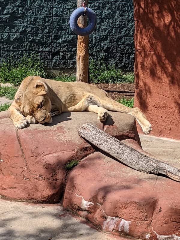 Capron Park Zoo - Image 2