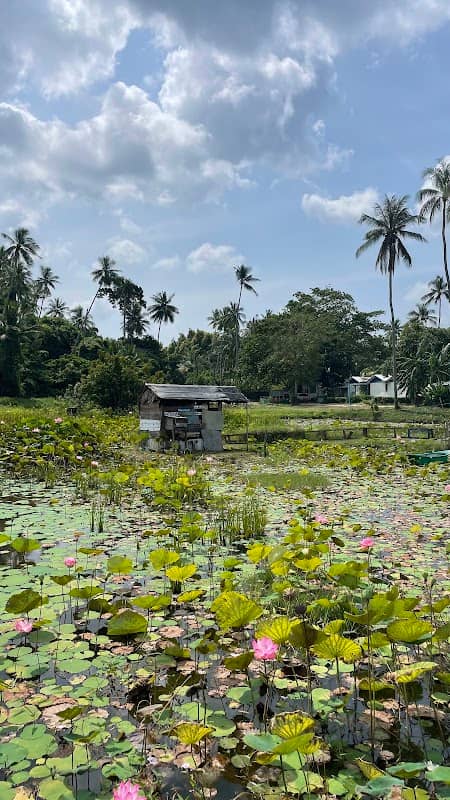 Lotus pond - Image 1